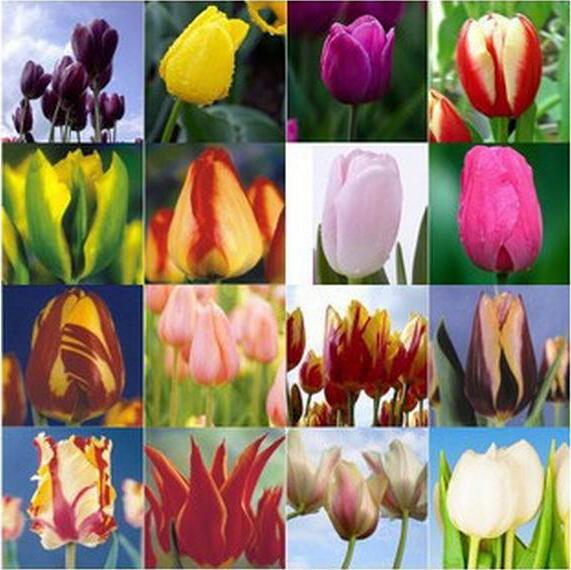 Голландские тюльпаны: сортовое разнообразие и советы по выращиванию