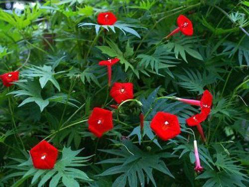 curly indoor flower in red flowers