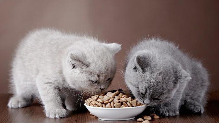 cat food now natural holistic