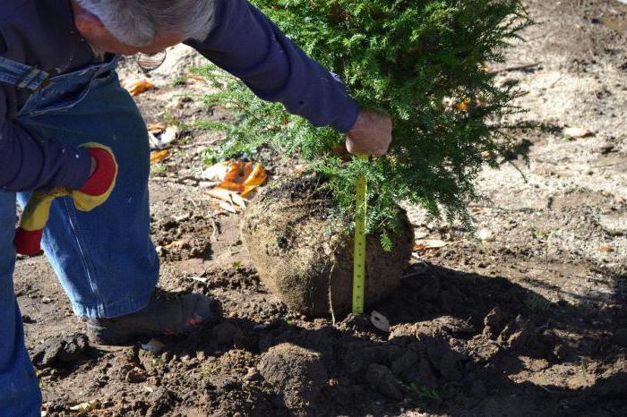 how to plant juniper