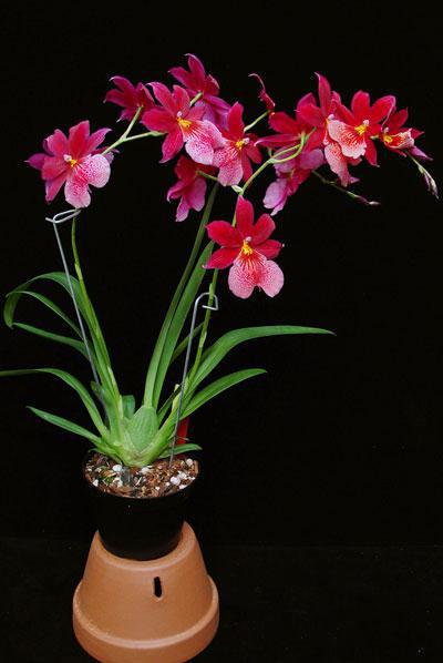  орхидея онцидиум уход в домашних условиях фото