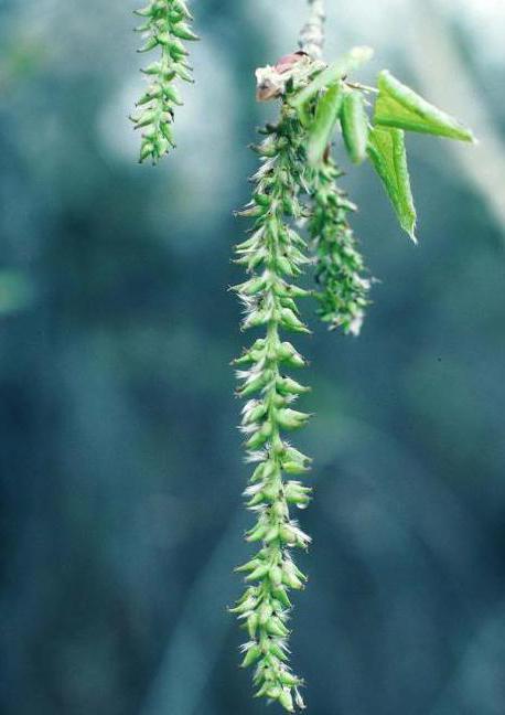 poplar trembling latin