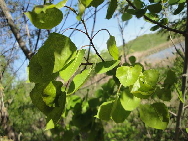 poplar trembling genus