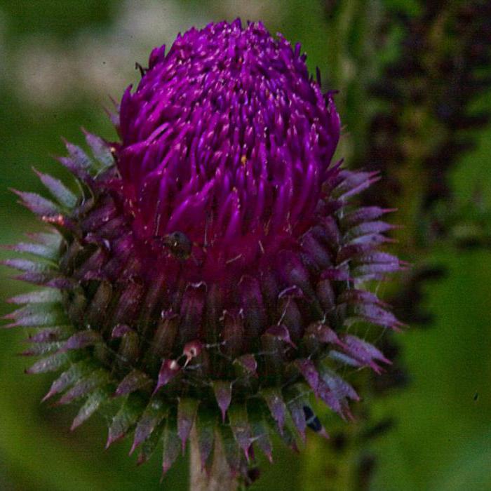 Cirsium vulgaris description application