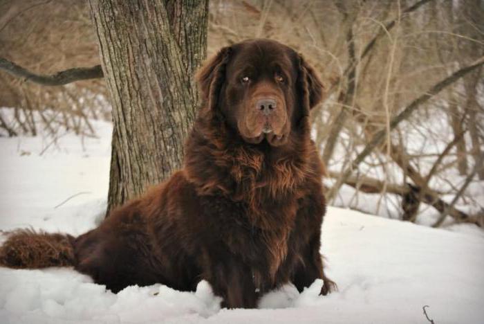 Newfoundland breed photo