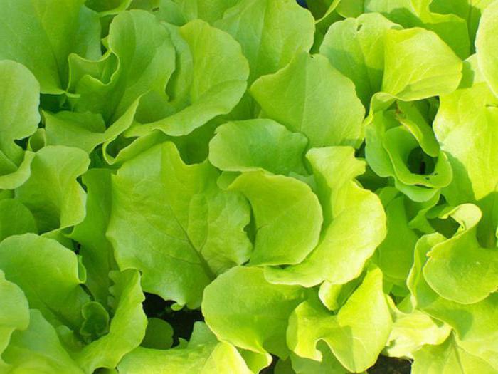салат зеленый листовой
