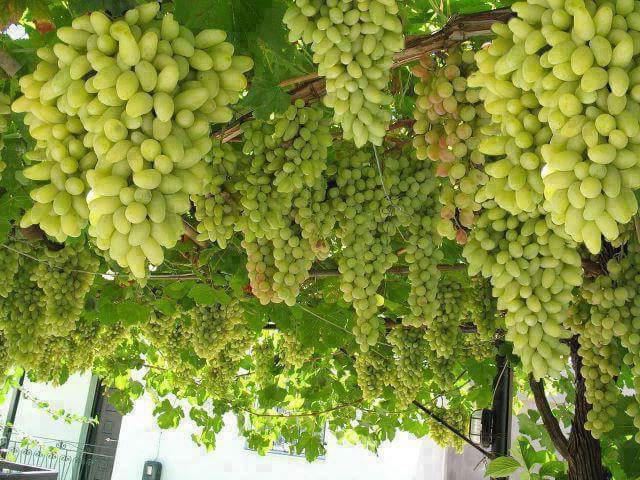 выращивание винограда в средней полосе для начинающих
