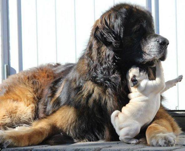 leonberger weight