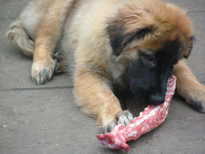 leonberger breed description