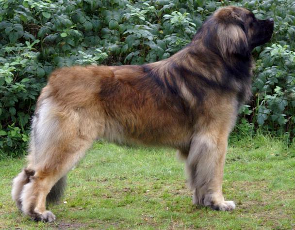 leonberger Price