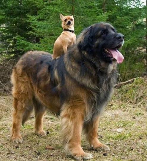 Leonberger photo