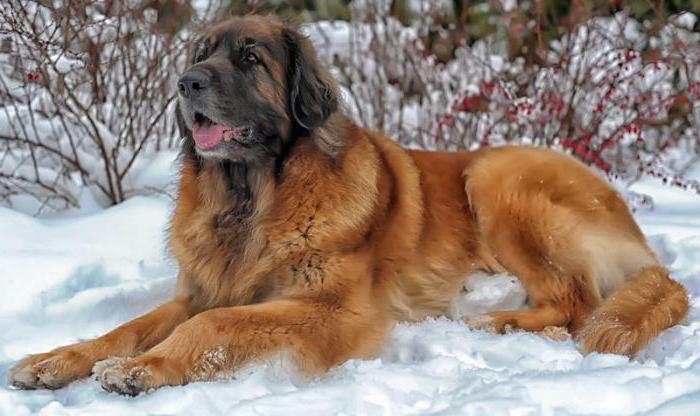 leonberger breed description