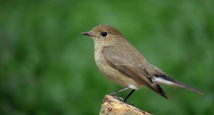 small flycatcher voice