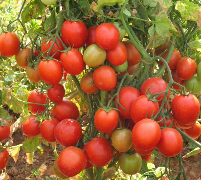 томаты для теплицы из поликарбоната
