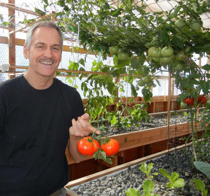 тепличные сорта томатов высокоурожайные