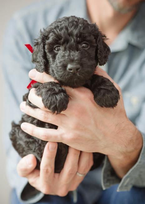 training and training a dog barbet