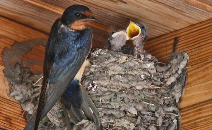 swallow killer whale nesting