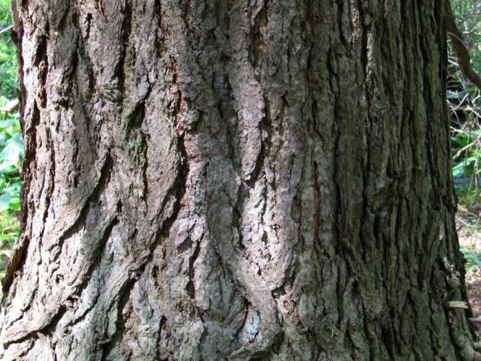 flat conifer evergreen conifer