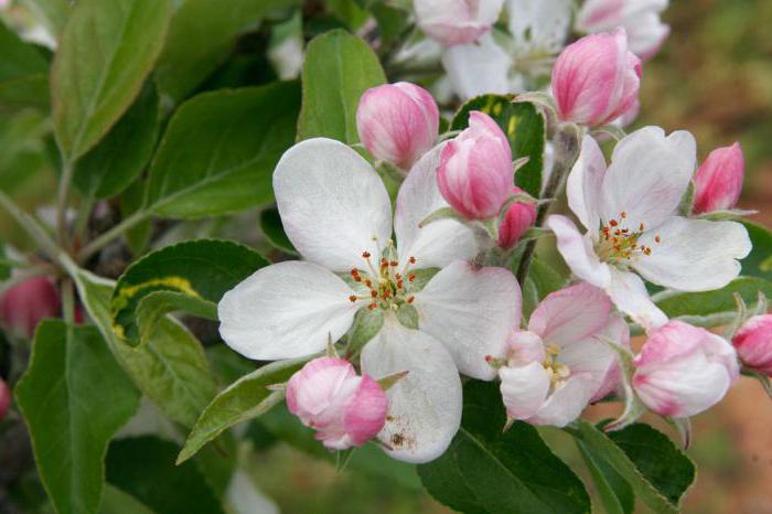 apple tree red delishes photo description