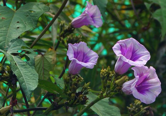 beautiful annuals flowers