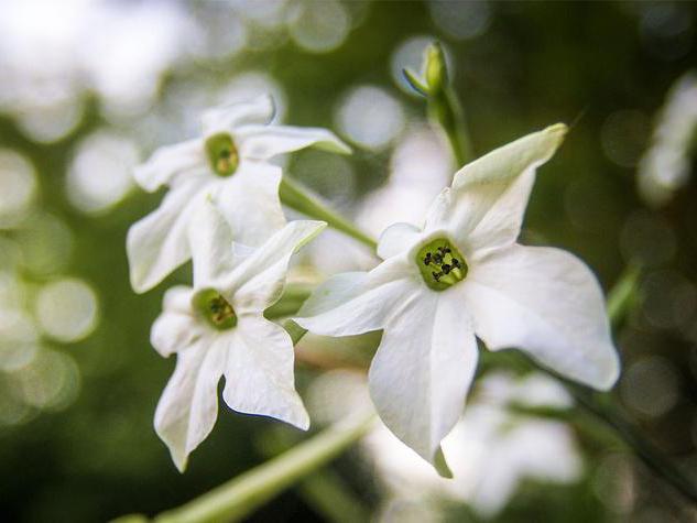 unpretentious and beautiful flowers