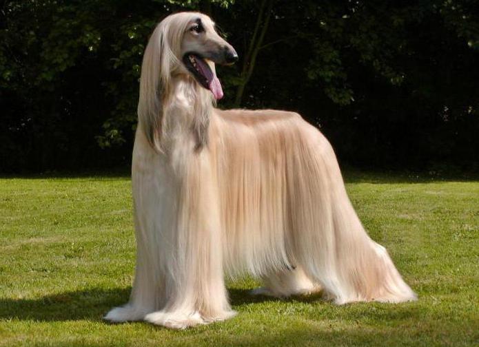 Afghan hound breed description