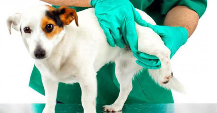 Гиперплазия тазобедренного сустава у собак thumbnail