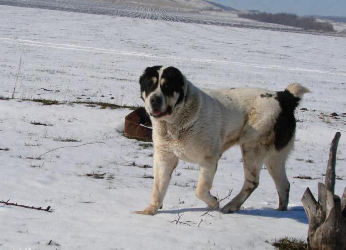  алабай самая большая собака в мире
