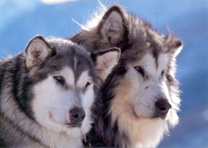 dog breed malamute Price