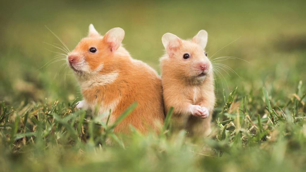 spread of Dzungarian hamsters