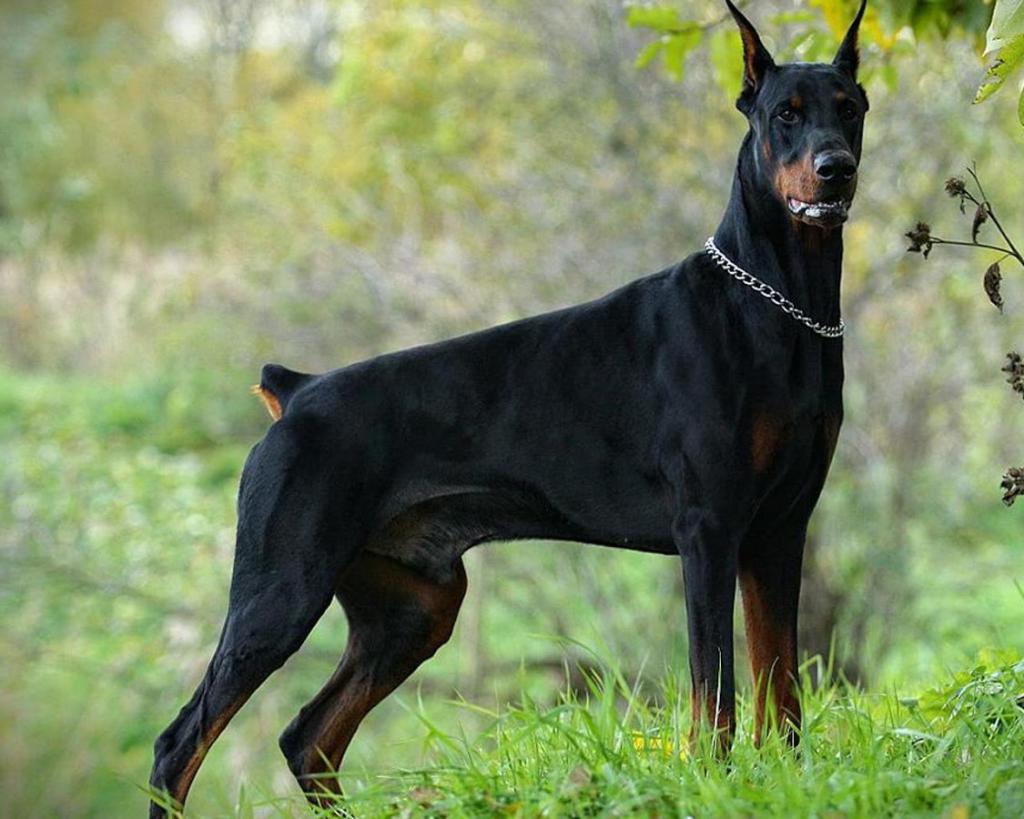 handsome doberman