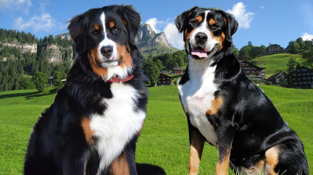 bernese mountain dog