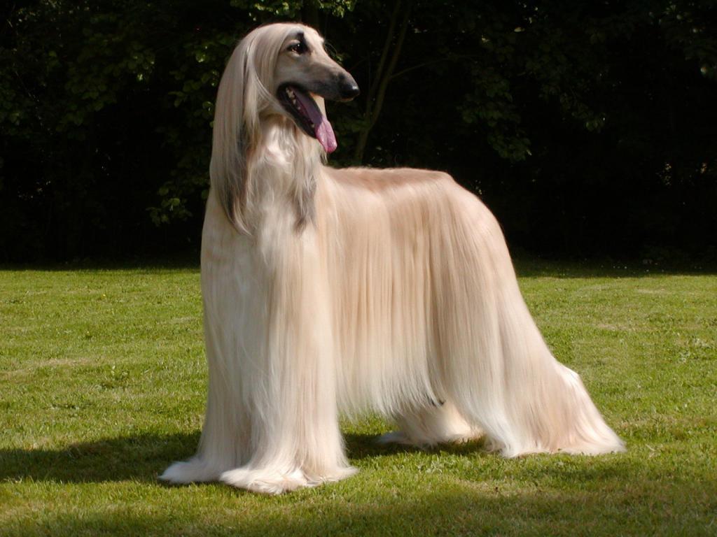 afghan hound