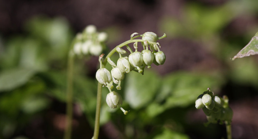 Фото боровой матки травы