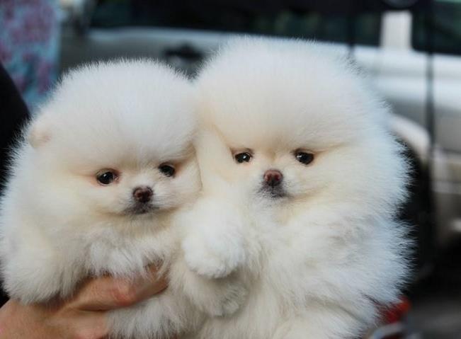 little dog looking like a teddy bear