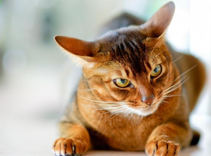 cat breed abyssinian photo