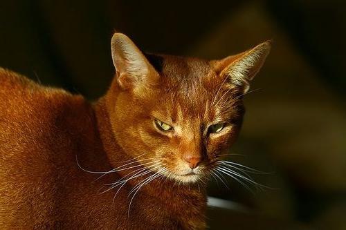 abyssinian cat breed standards