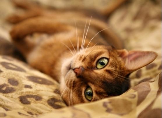 abyssinian cat breed