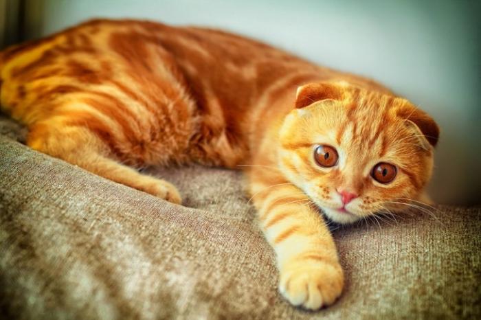 cat breed scottish fold