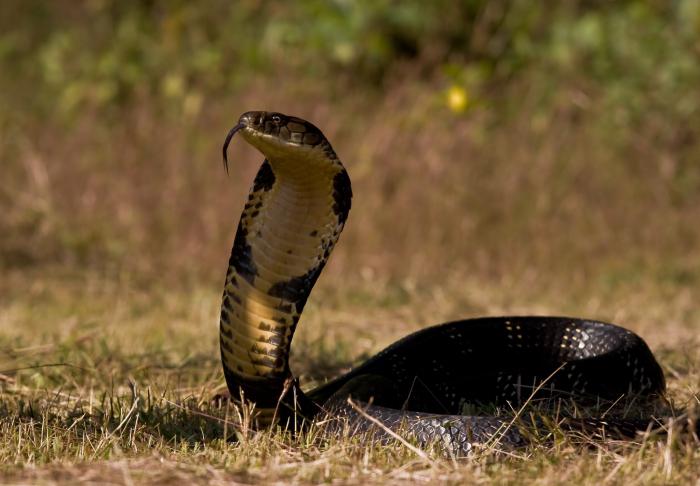 Королевская кобра змея картинки