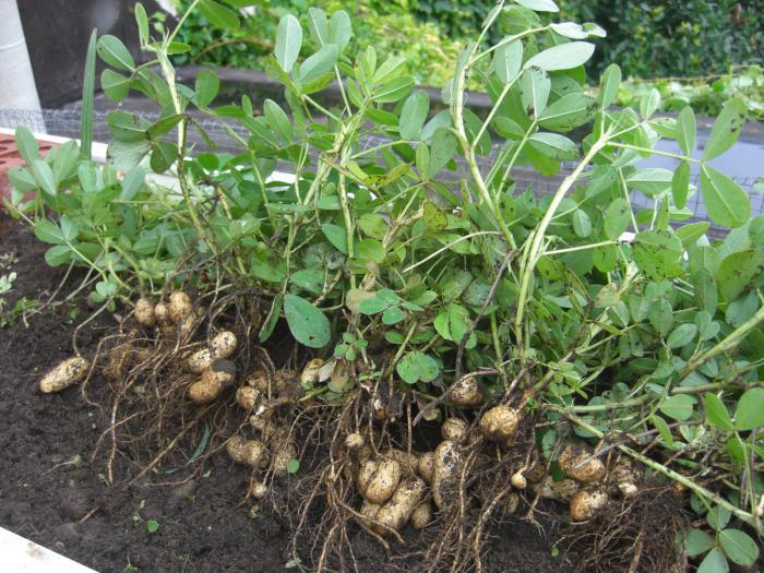 как выращивать земляной орех арахис