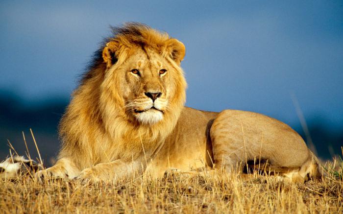 дикий мир африки львы