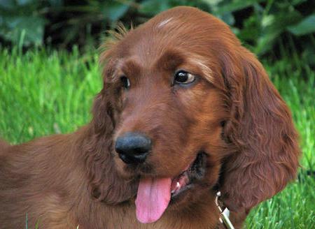 irish setter photo