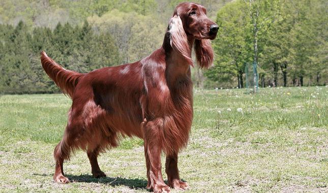 Irish Setter Nursery