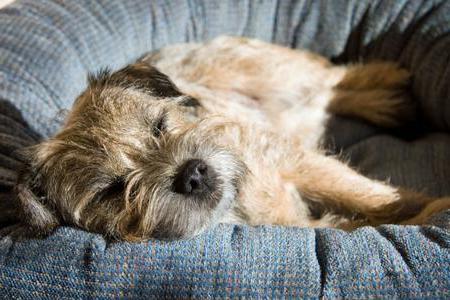 border terrier Price