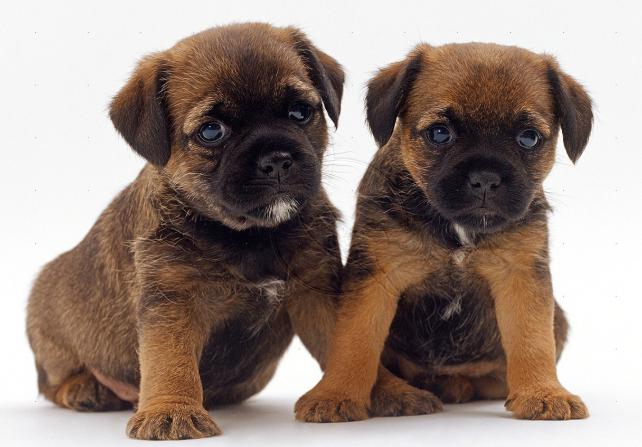 Terrier puppies