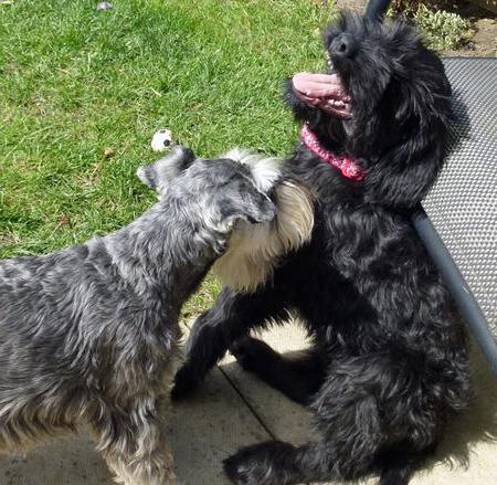 Dwarf Giant Schnauzer