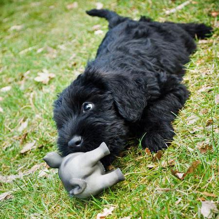 Giant Schnauzer breed