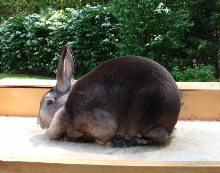 карликовый кролик породы рекс