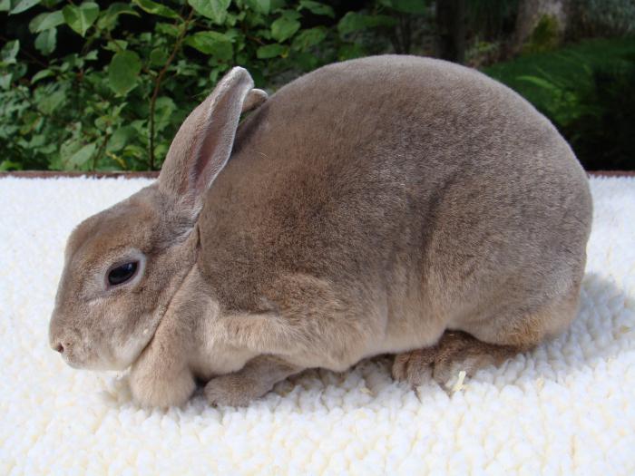 Рекс карликовый кролик фото